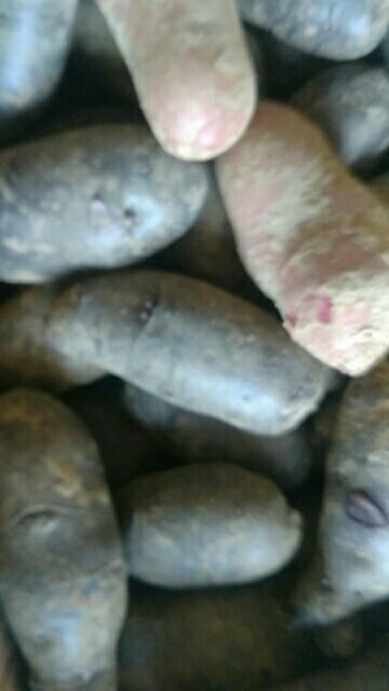 富含天然花青素的黑土豆、红土豆新货已上市