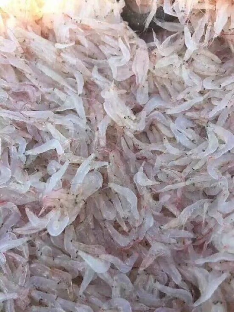 虾皮二级