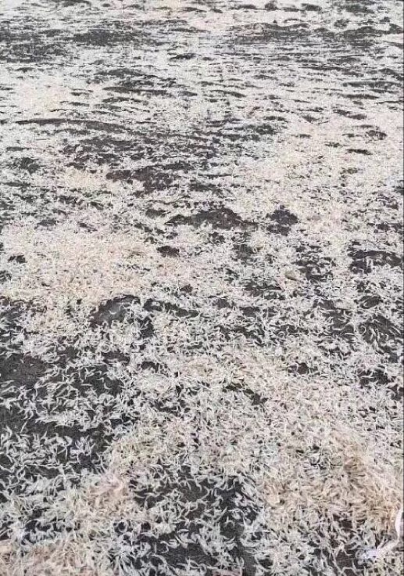 虾皮二级