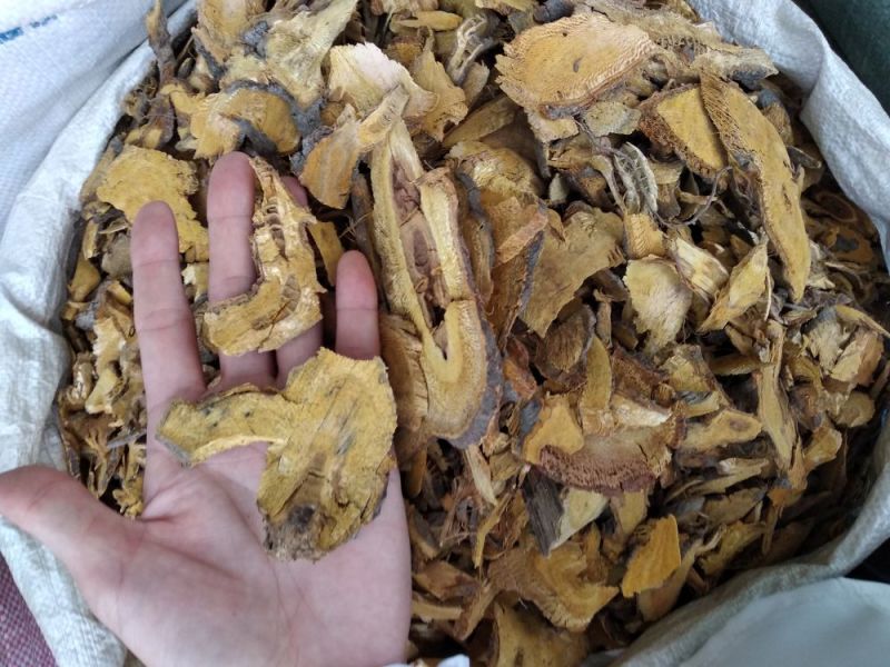 虎杖足干