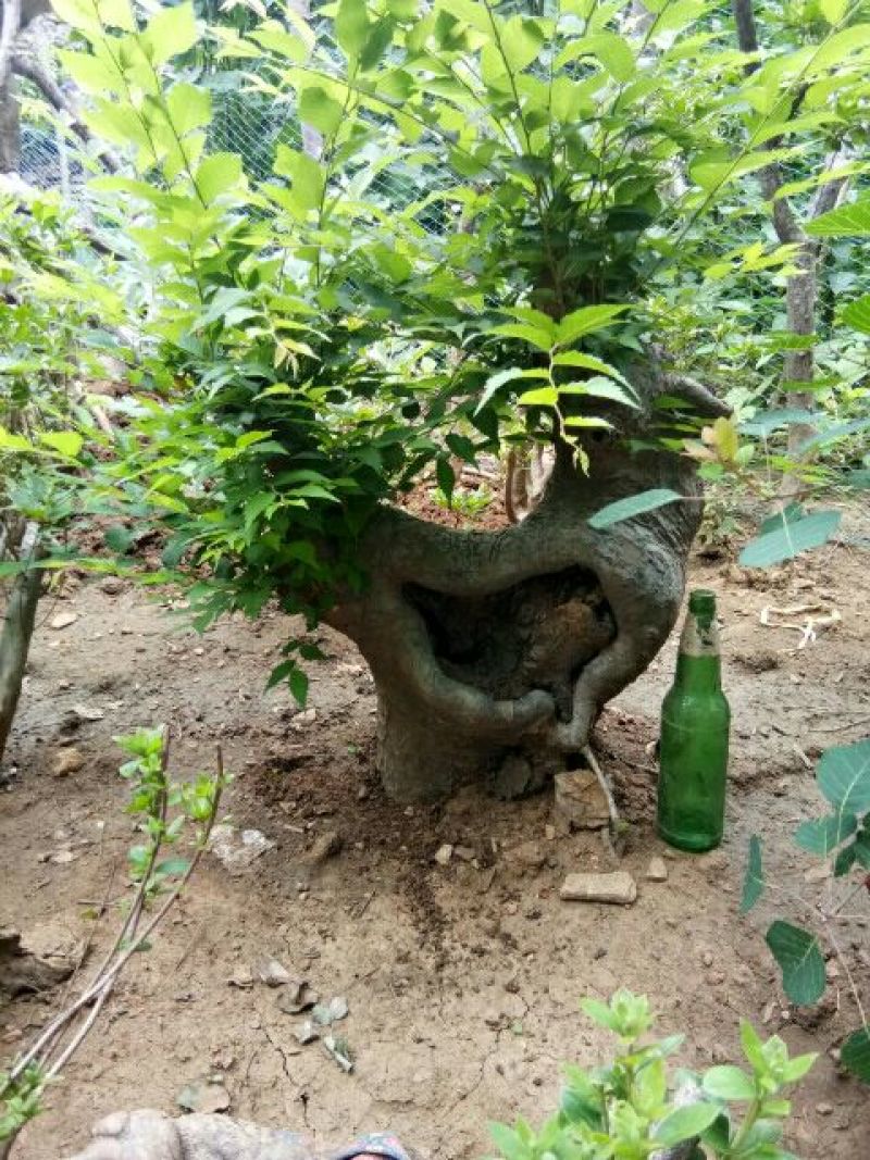 花皮榆