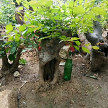 花皮榆