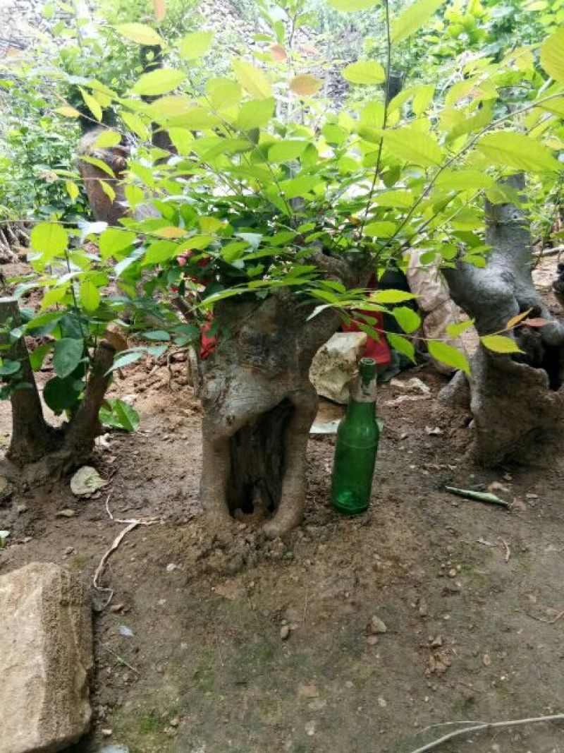 花皮榆