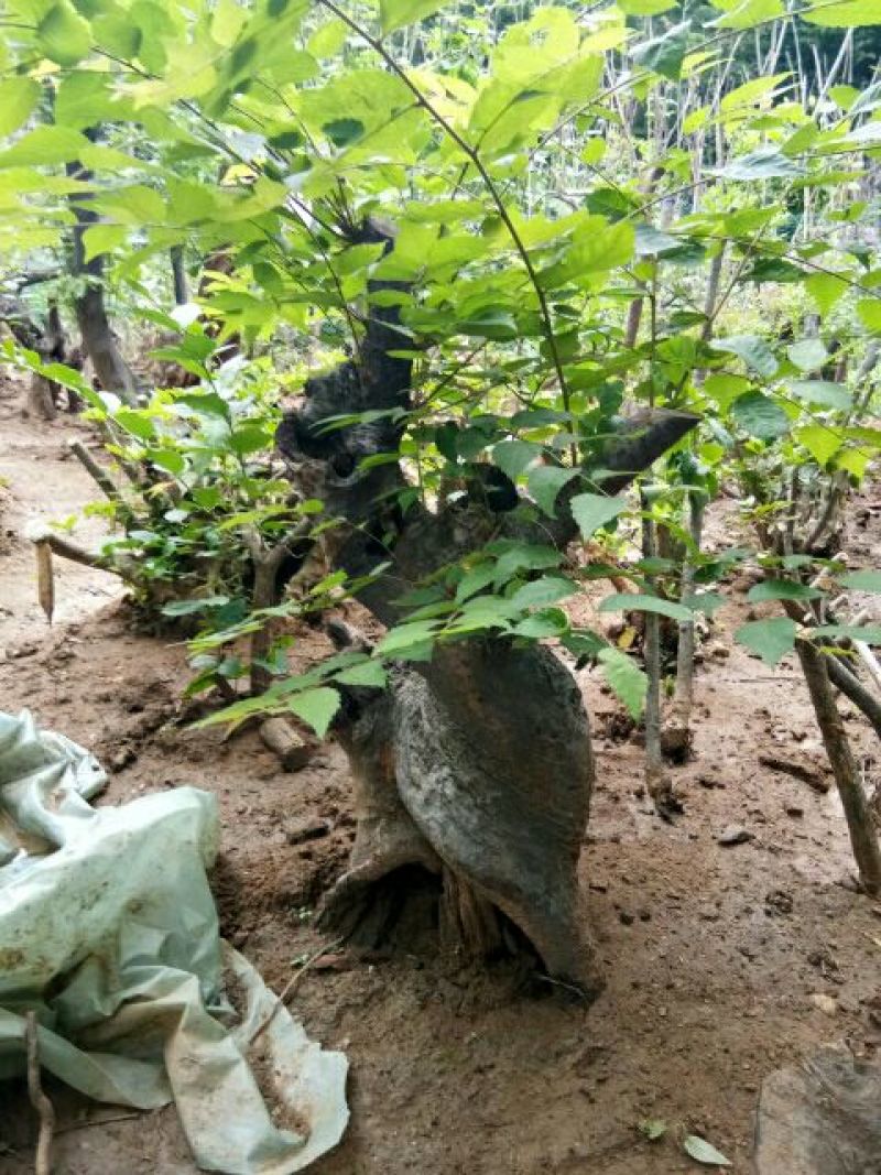 花皮榆