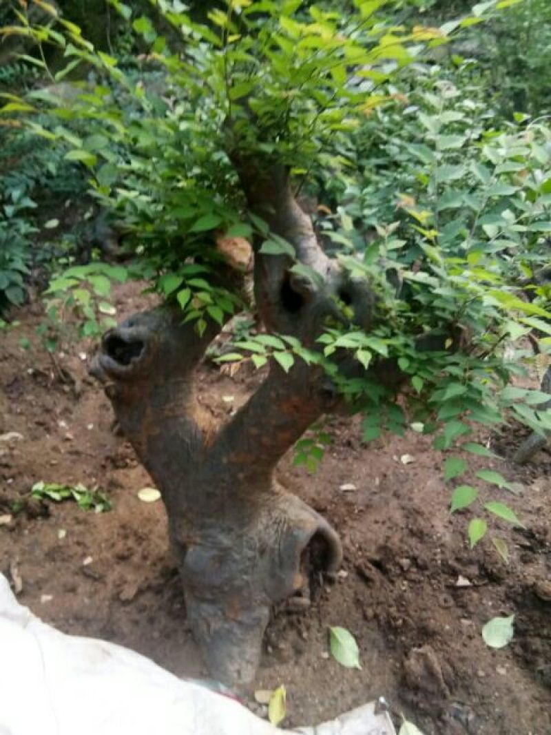 花皮榆