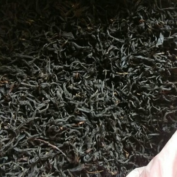 金秀大瑶山野生红，茶野生古树茶茶树都是百年历史。