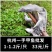 1～1.2斤甲鱼中华鳖一手日销一万斤