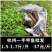 1.5～1.7斤甲鱼中华鳖一手日销一万斤
