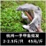 2-2.5斤甲鱼中华鳖一手日销一万斤杭