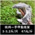 3-3.5斤甲鱼中华鳖一手日销一万斤