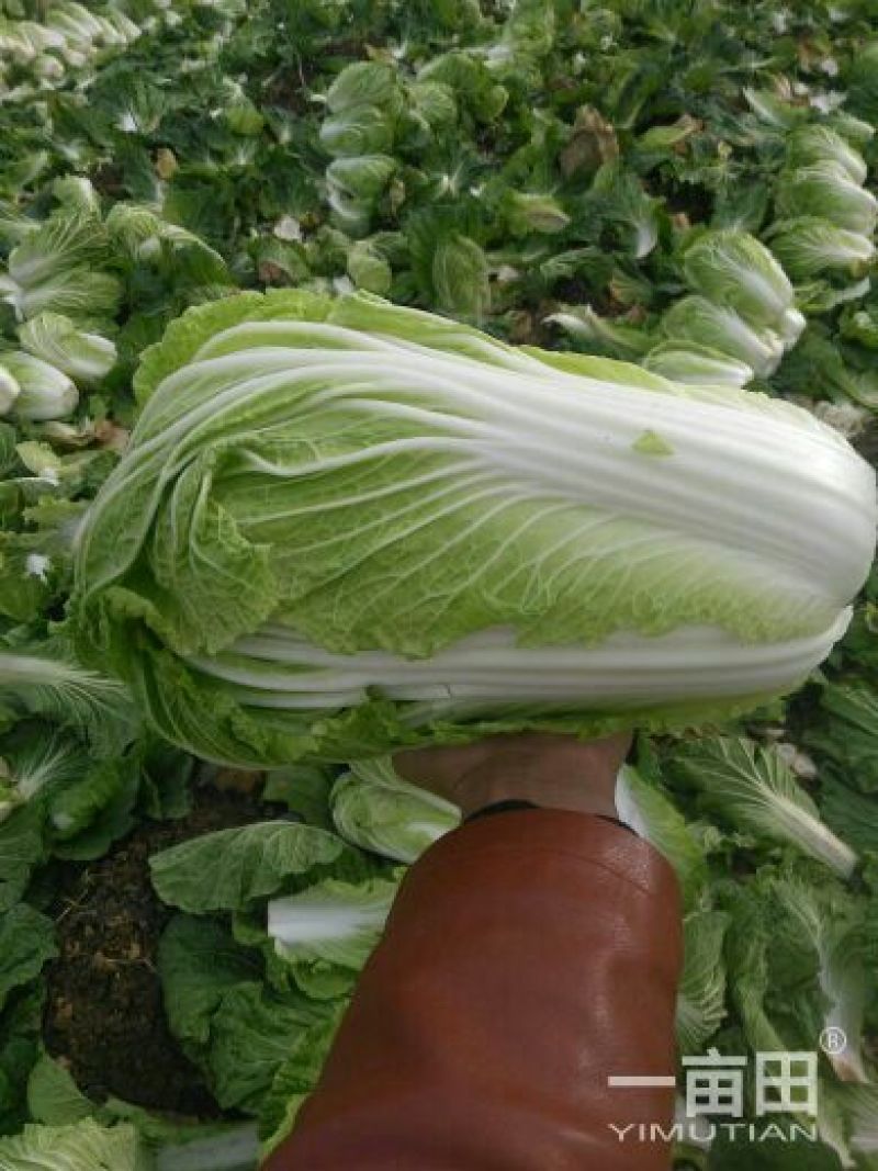 青杂三号万亩蔬菜基地