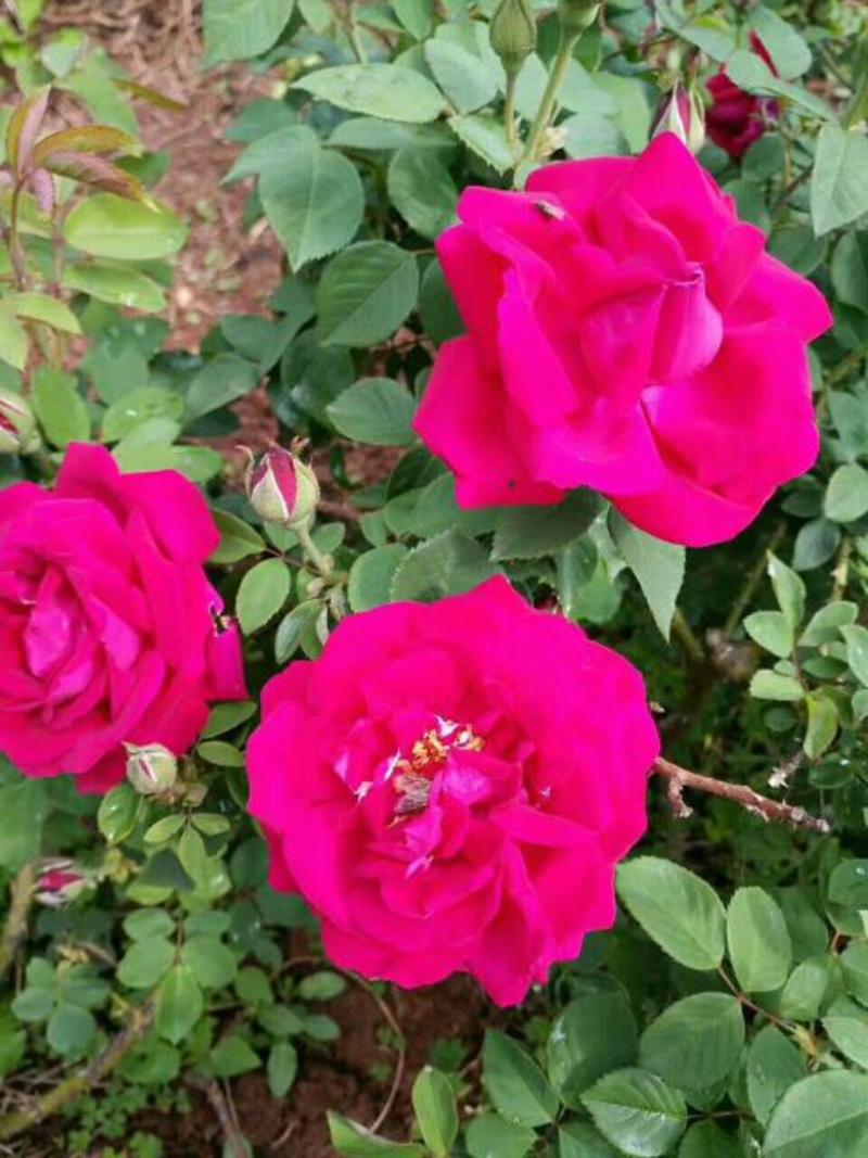 食用玫瑰苗滇红，墨红等都有货，四季开花，量大从优