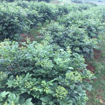 中花吴茱萸苗40～80公分