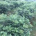 中花吴茱萸苗40～80公分
