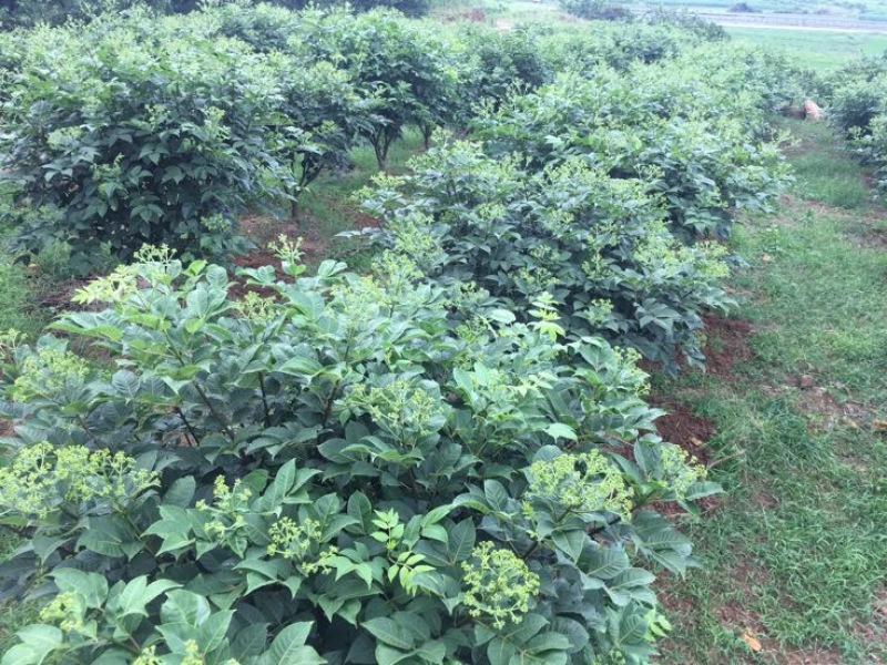 中花吴茱萸苗40～80公分