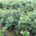中花吴茱萸苗40～80公分