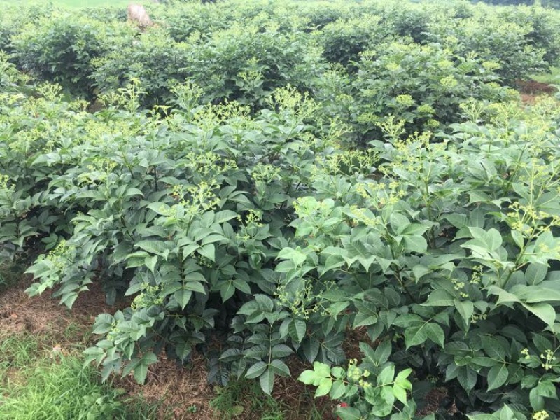 中花吴茱萸苗40～80公分