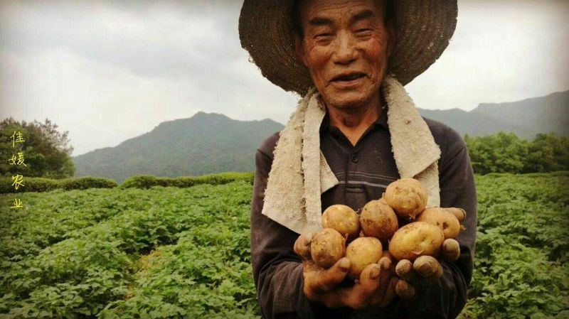 恩施富硒小土豆