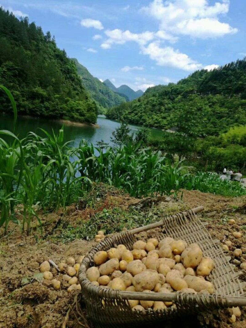 恩施富硒小土豆