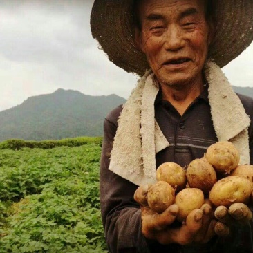 恩施富硒小土豆