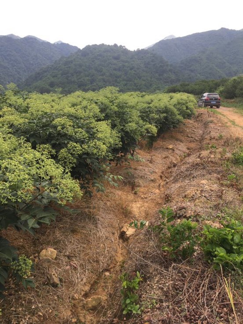 中花吴茱萸苗40～80公分