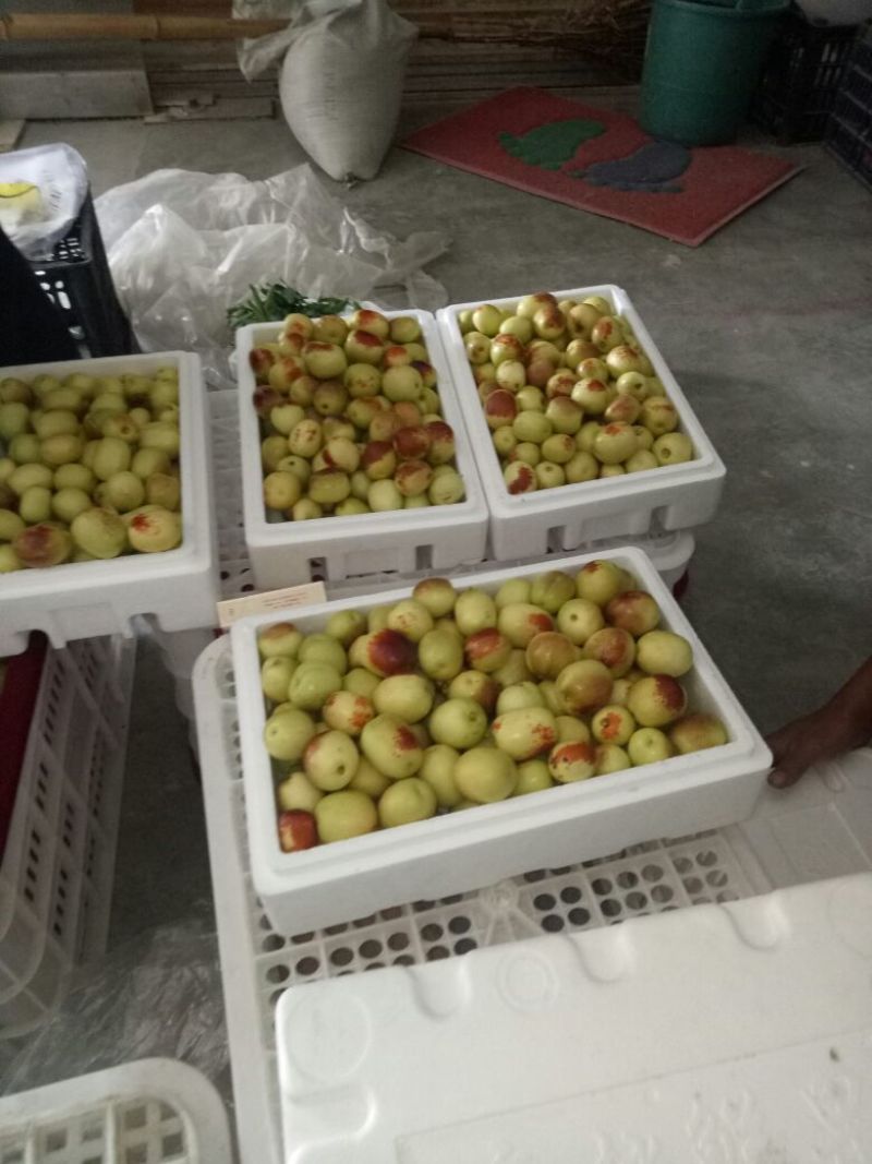【产地批发】大荔冬枣陕西冬枣价格，陕西冬枣批发价格
