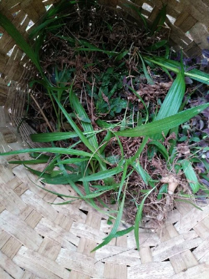 野生鲜白芨