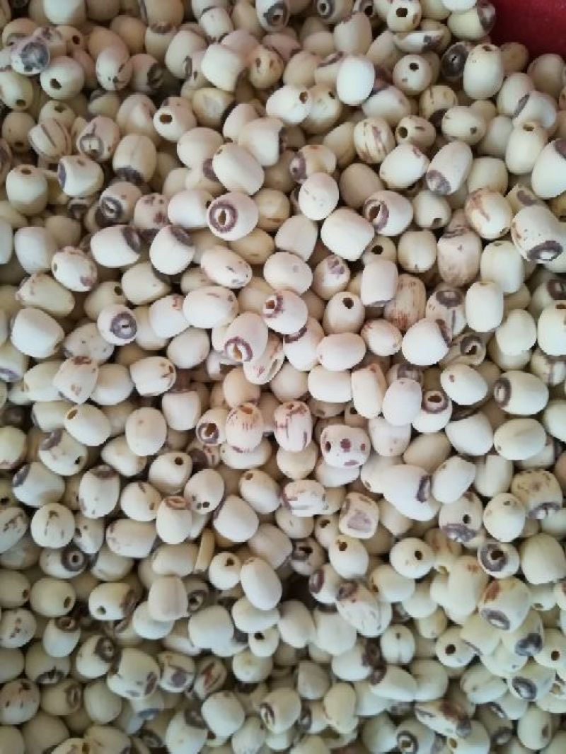泰莲子小白莲磨皮去芯带芯泰莲，量大价可优