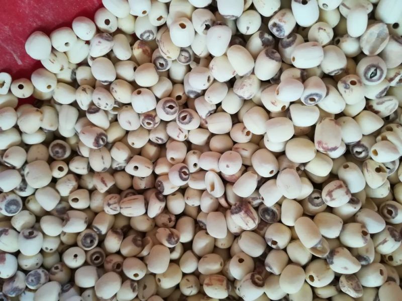 泰莲子小白莲磨皮去芯带芯泰莲，量大价可优