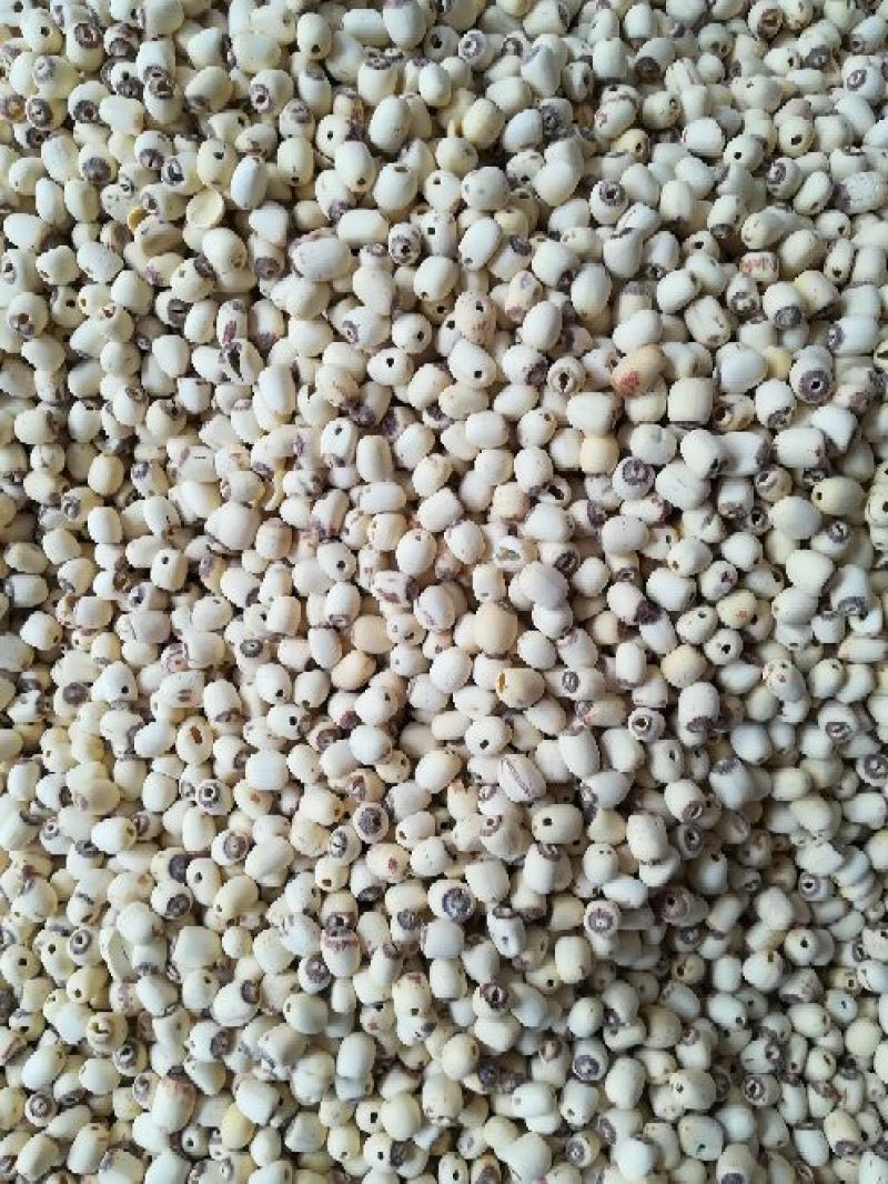 泰莲子小白莲磨皮去芯带芯泰莲，量大价可优