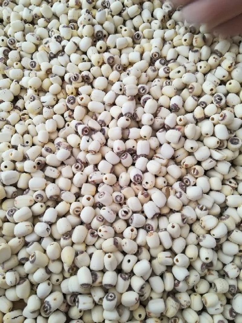 泰莲子小白莲磨皮去芯带芯泰莲，量大价可优