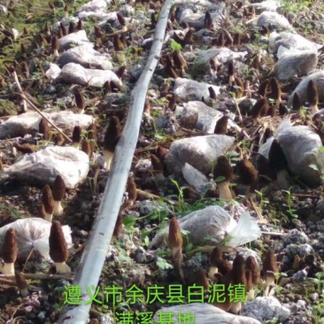 羊肚菌栽培种，营养袋