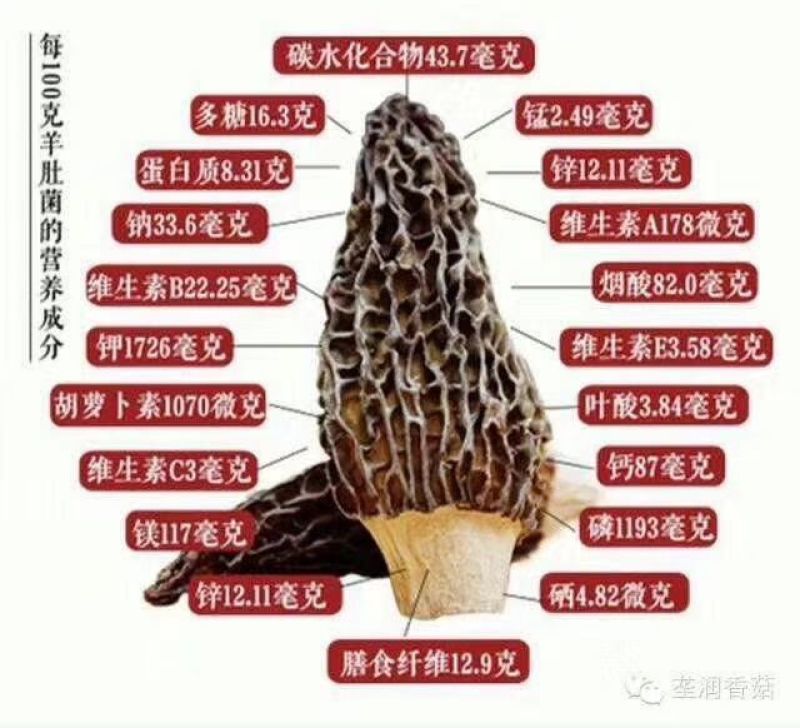 羊肚菌栽培种，营养袋