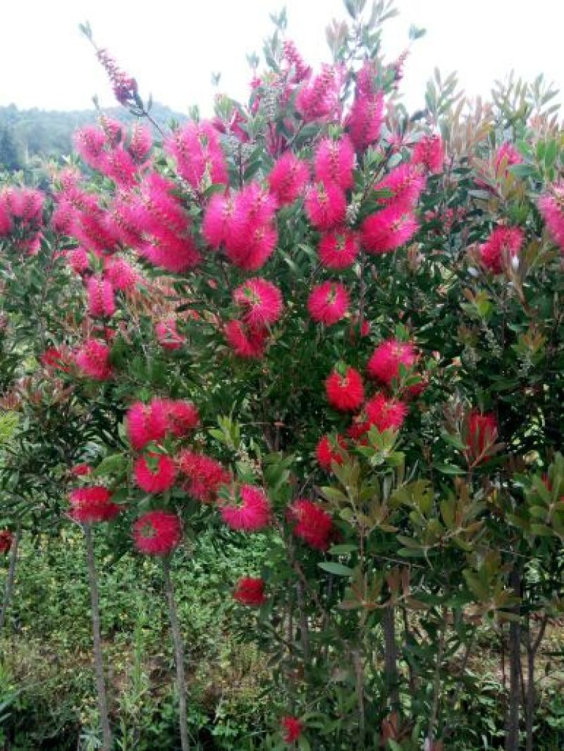 四季多花红千层1.5-2米米高无纺布袋种植大苗