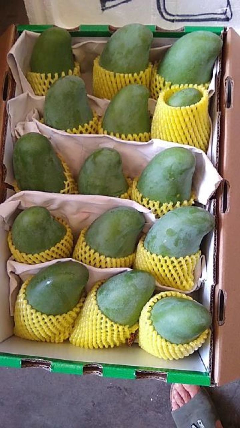 百色田东桂七芒
