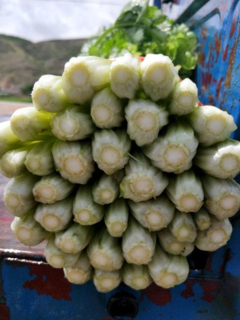 精品毛芹，长度，55-60公分