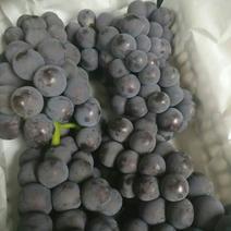京亚葡萄，黑葡萄早熟海量货源