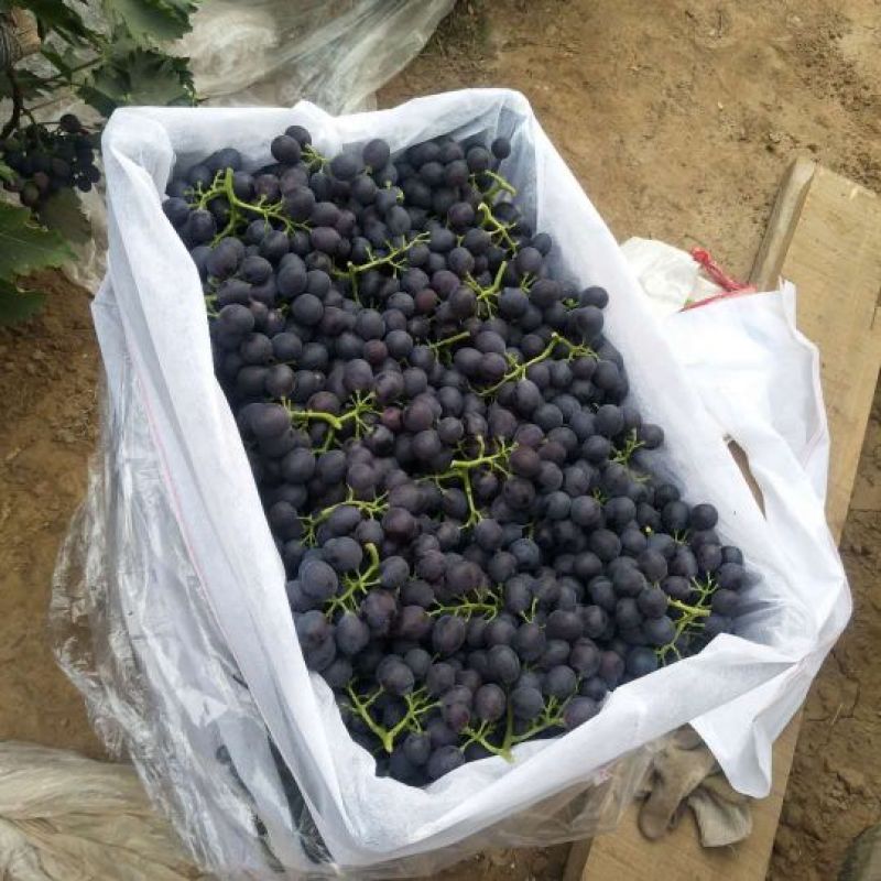 玫瑰香葡萄软枝散串人工修穗串行漂亮浓郁香味糖度26紫黑色