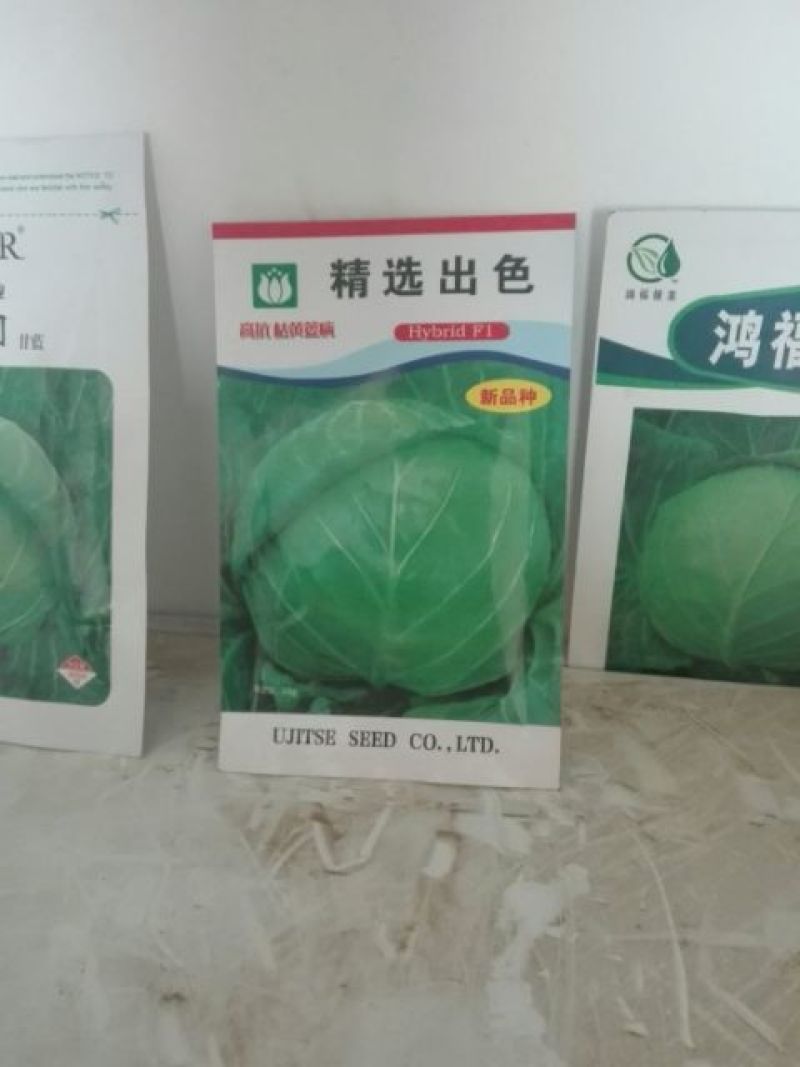 甘蓝种子