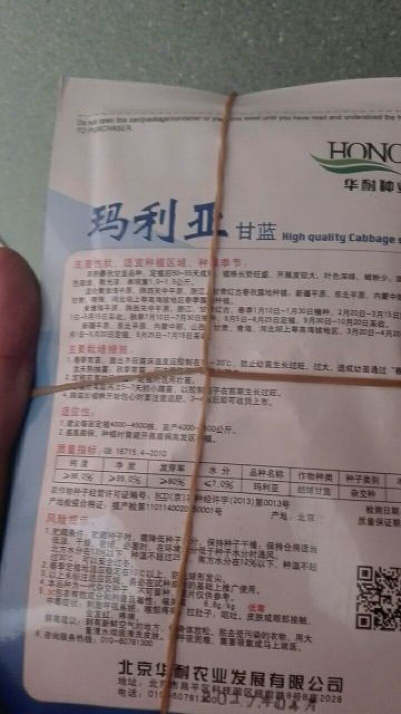 甘蓝种子