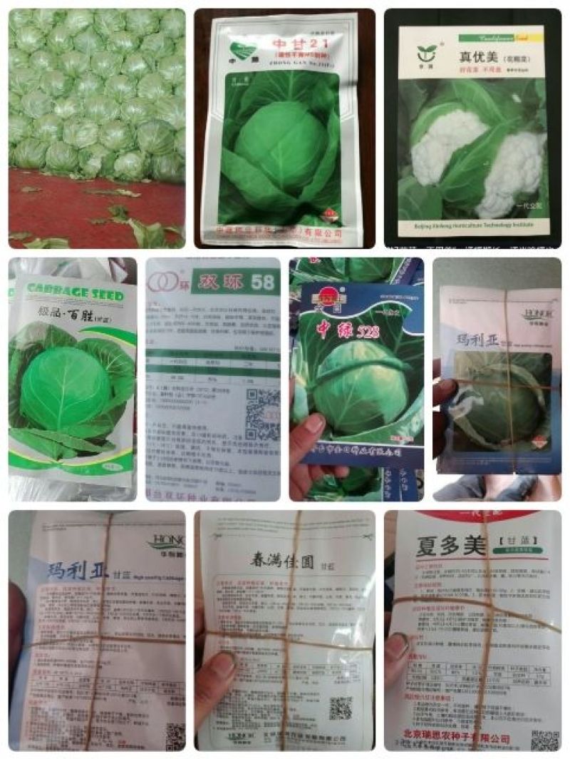 甘蓝种子