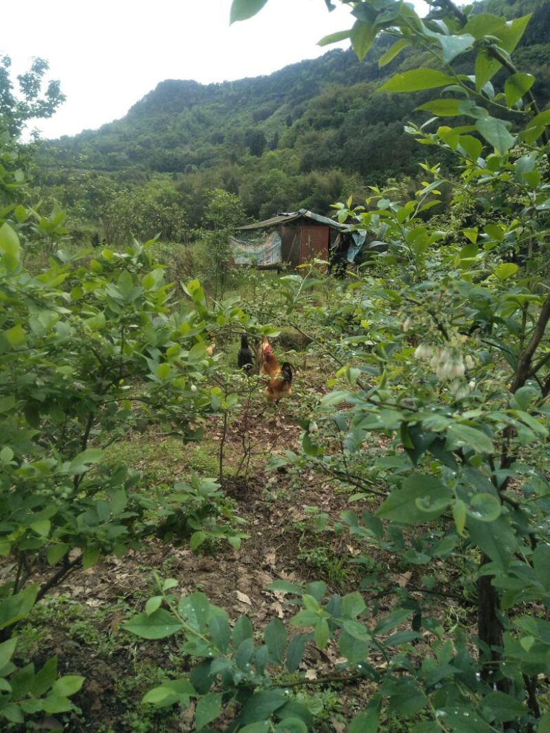 土鸡，土鸡蛋，