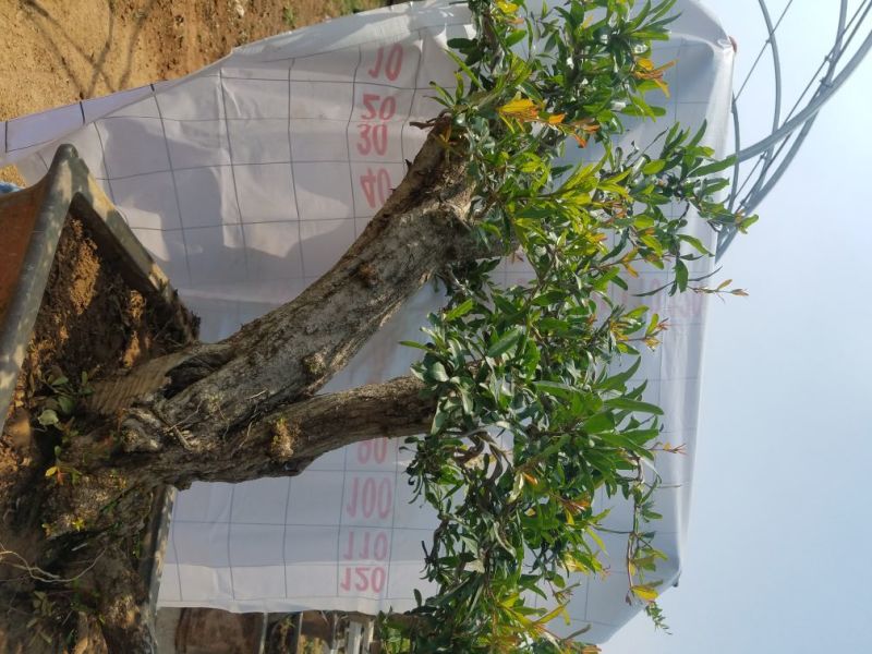 石榴树盆景石榴古树石榴树苗石榴树园林直发价格美丽欢迎电询