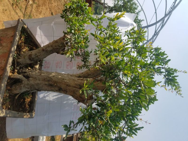 石榴树盆景石榴古树石榴树苗石榴树园林直发价格美丽欢迎电询