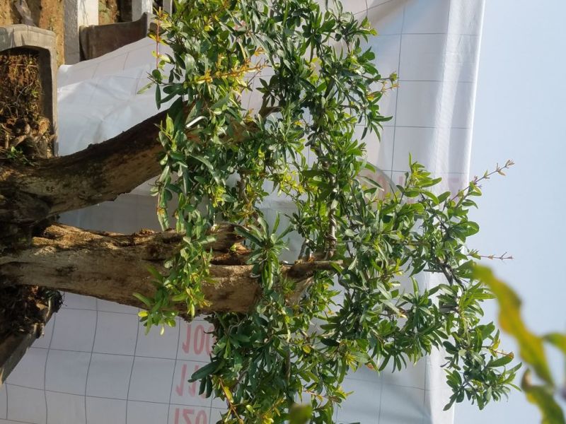 石榴树盆景石榴古树石榴树苗石榴树园林直发价格美丽欢迎电询