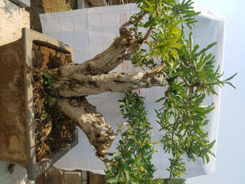 石榴树盆景石榴古树石榴树苗石榴树园林直发价格美丽欢迎电询