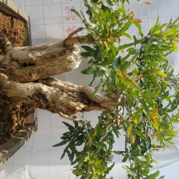 石榴树盆景石榴古树石榴树苗石榴树园林直发价格美丽欢迎电询