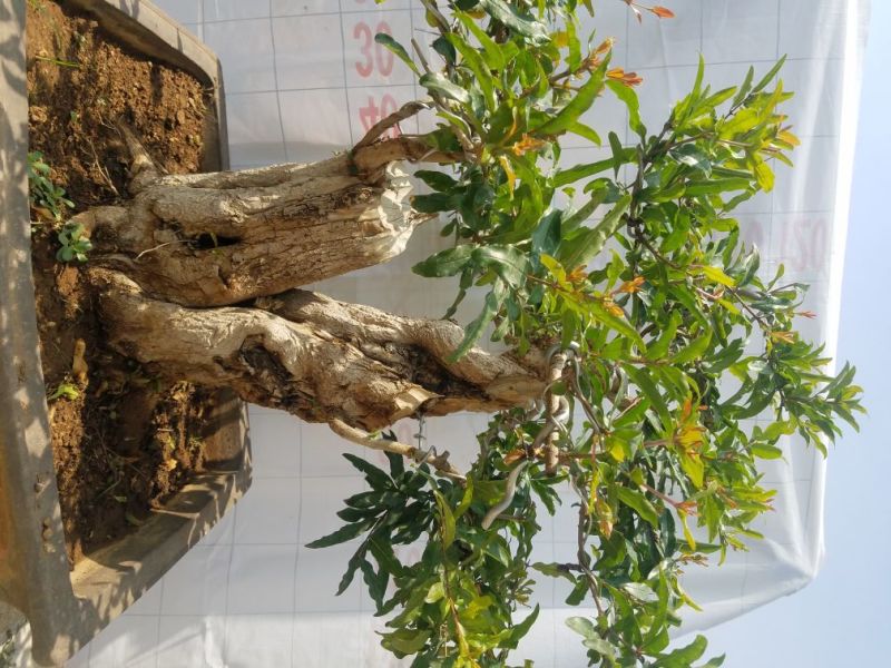 石榴树盆景石榴古树石榴树苗石榴树园林直发价格美丽欢迎电询