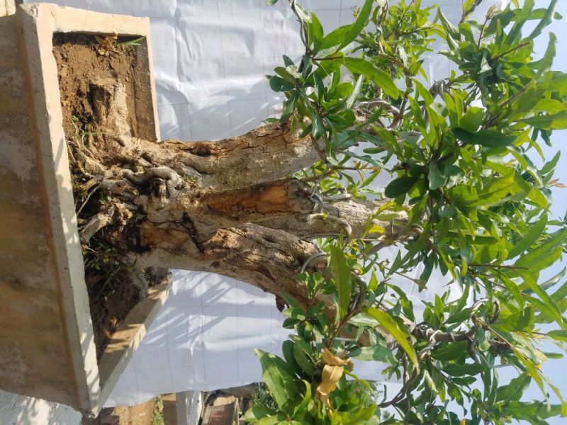 石榴树盆景石榴古树石榴树苗石榴树园林直发价格美丽欢迎电询