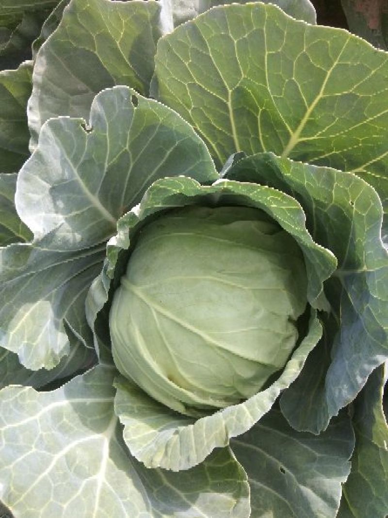 绿甘蓝